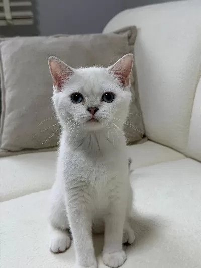 Anne Altından Safkan Mavi Göz Dişi British Shorthair
