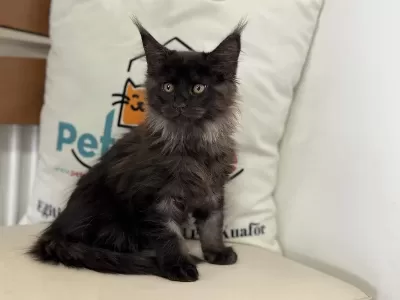 Ankaranın En Seçkin Maine Coon Yavruları