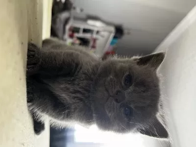 Saf Kan British Shorthair Yavruları