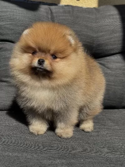 Güzeller Güzeli Pomeranian Bebekler