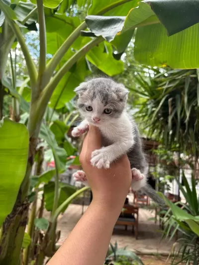 Scottish Fold Yavrularım Yeni Sahibini Bekliyor