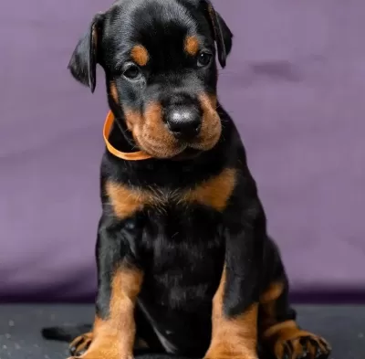 Dişi Erkek Doberman Kapıda Ödemeli Güvenli Sistem