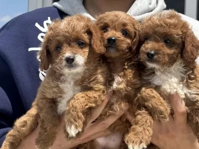 Ankarada Ziyarete Açık Mini Maltipoo