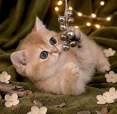 British Shorthair Golden Yavrular