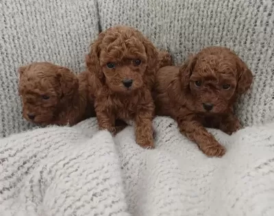 Aşili Pasaportlu Toy Poodle Yavrularımız