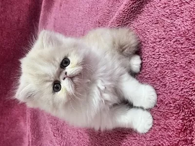İran Persian 40 Günlük