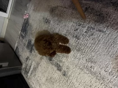 Kore Teacup Erkek Poodle