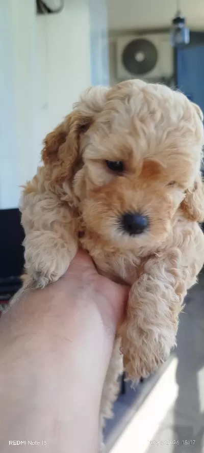 Sarı Ve Siyah Bebek Köpekler