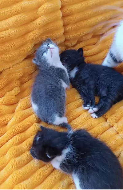 3 Haftalık 3 Yavru Kedimiz