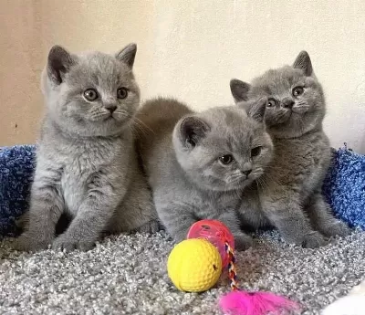 British Shorthair Yavrular