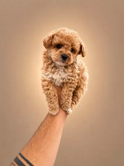 Dünya Tatlisi Maltipoo Yavrulari