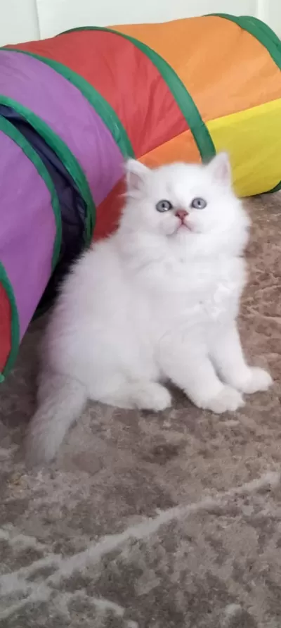 2 Aylık British Longhair Yavrular