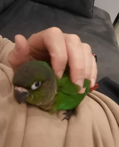 Ele Alışık 2 Aylık Oyuncu Konur Papağanı