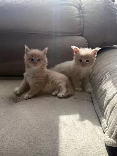 Xxl Boy Şampiyon Dedenin Maine Coon Torunlari