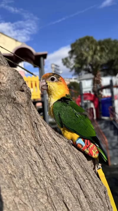 6 Aylık Caique Full Evcil İsırması Yok