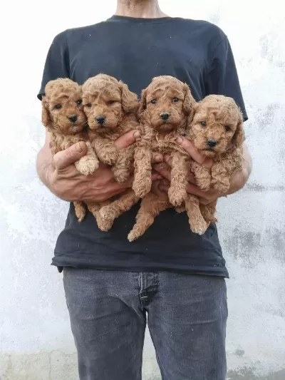 Toy Poodle Yavrular İrk Sağlık Garantili