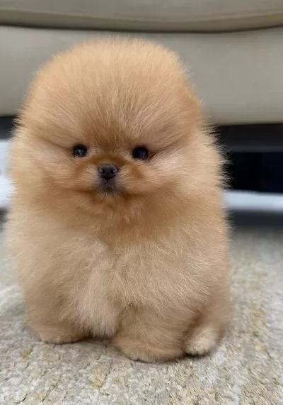Pomeranian Sıfır Boy Yavrularımız
