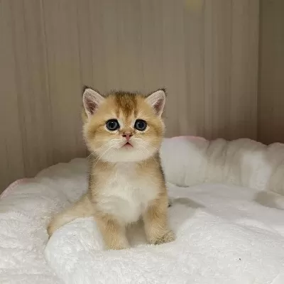 British Shorthair Yavrulari