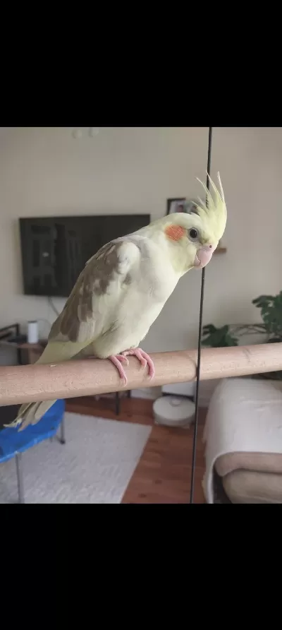 4 Aylık Erkek Sultan Papağanı