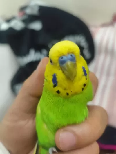 Jumbo Çift Konuşan Muhabbet Kuşu