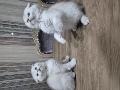45 Günlük Scottish Fold Yavrular