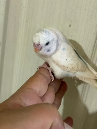 31 Günlük Konuşturmalik Bebek Muhabbet Kuşu