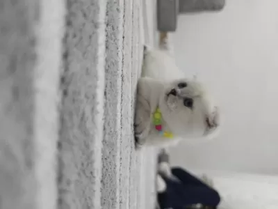 Sağlıklı Scottish Fold Point