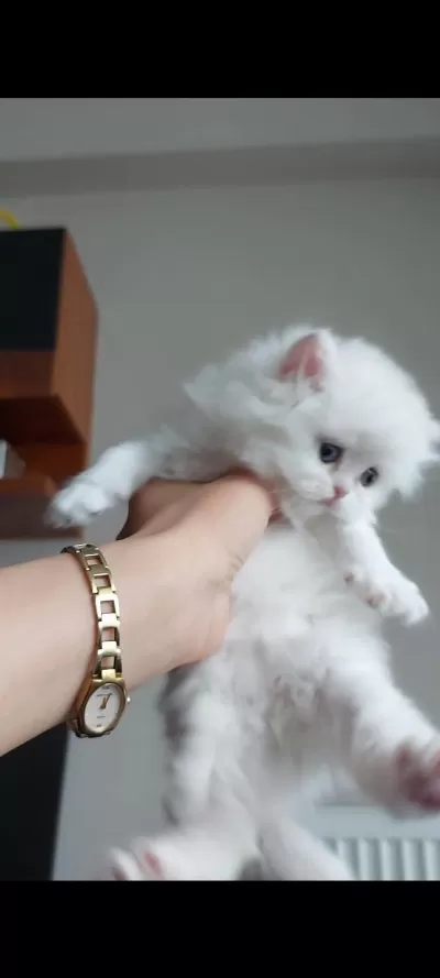 British Longhair Silver Erkek Yavrumuz