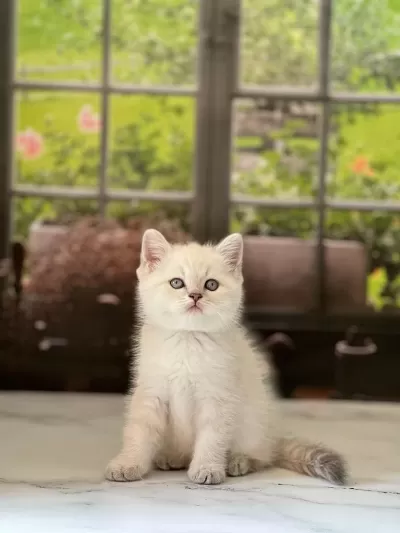 Teslime Hazir British Shorthair Yavrularim