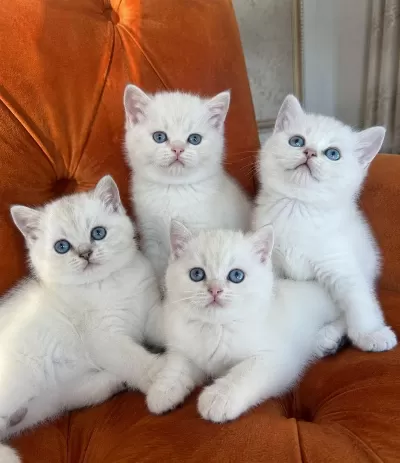 Golden Point British Shorthair Yavrularımız