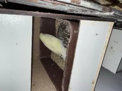 Kaliteli Bilezikli Eş Çift Muhabbet Kuşu