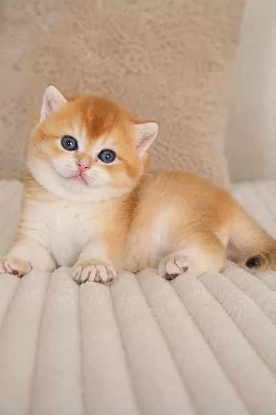 Turuncumu Turuncu British Shorthair