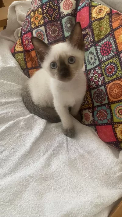 Siyam Kedisi Yavrumuza Aile