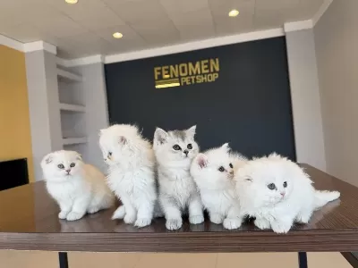 En Güzel British Longhair Yavrular Ankara Mağazamizda