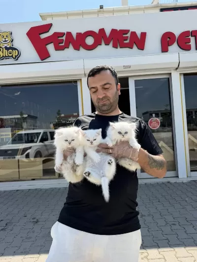 Show Kalite British Yavrulari Fenomen Pets Ankara