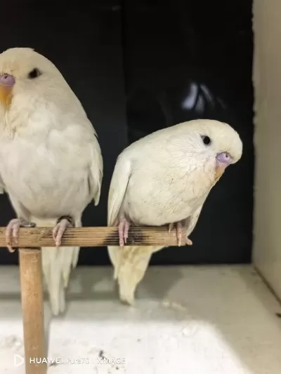 Yeni Yeme Düşen Jumbo Ve Show Jumbo Muhabbet Kuşları