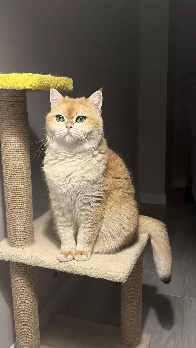 Golden British Shorthair