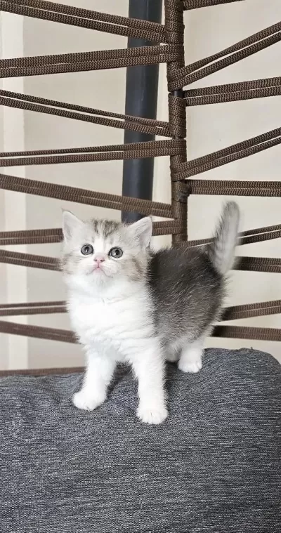 British Shorthair Yavrular