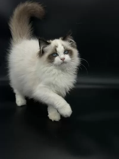 Safkan Ragdoll Bebekler