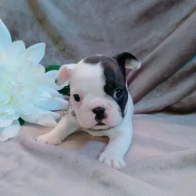French Bulldog Yavrulari