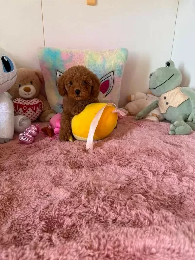 Toypoodle Yavrularımız