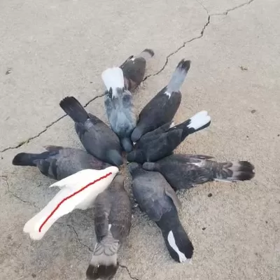 Bende Satılık Güvercinler Var