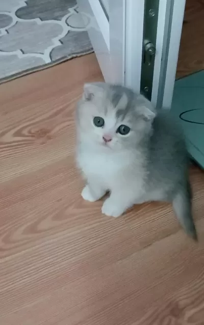 Fawn Tortie Bicolor Scottish Fold Bilek Golden