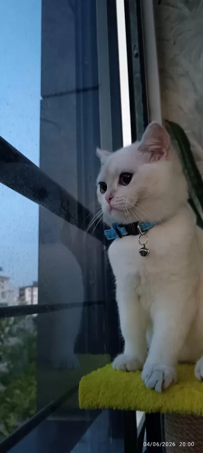 Tam Bir Dost Canlısı British Shorthair