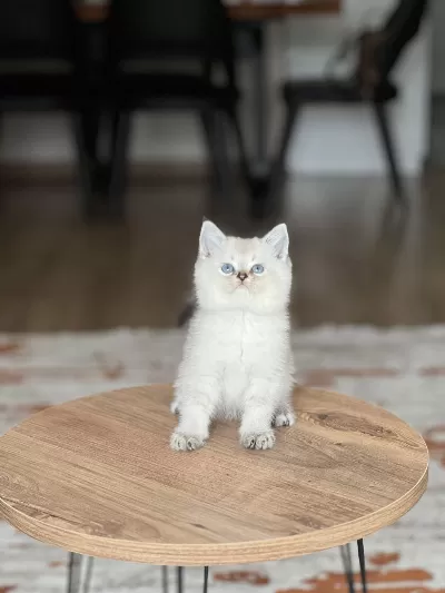 Evinizin Neşesi Mavi Göz British Shorthair Bebek
