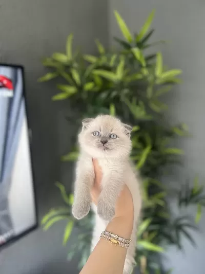 Scottish Fold Blue Point Yavrularim