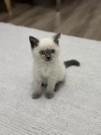 British Shorthair Blue Point Yavrular