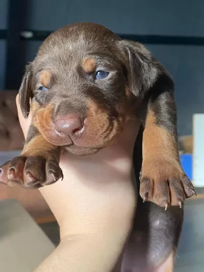 Europa Doberman Bebekler