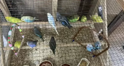 Yeni Yeme Düşmüş Muhabbet Kuşu Bebeler Ele Aliştirmalik