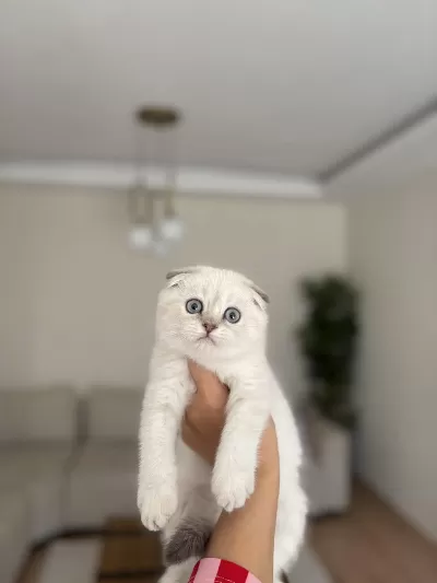 Scottish Fold Silver Yavrularim